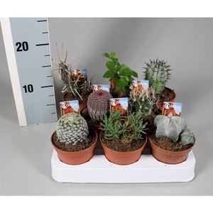 Cactus 8,5 cm aparte mix met foto-etiket