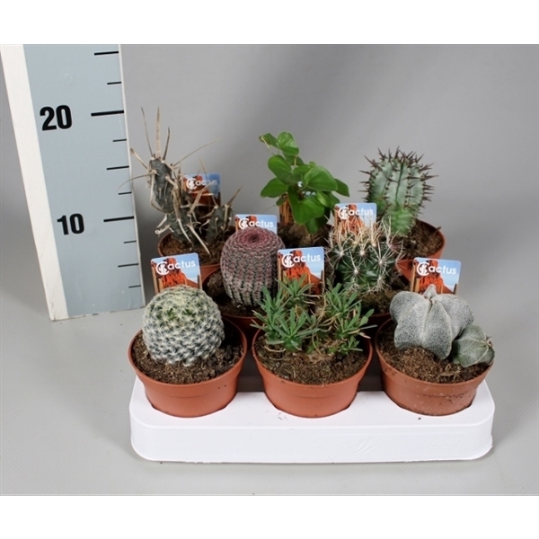 <h4>Cactus 8,5 cm aparte mix met foto-etiket</h4>