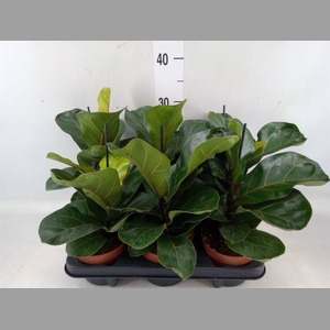 Ficus lyrata 'Bambino'