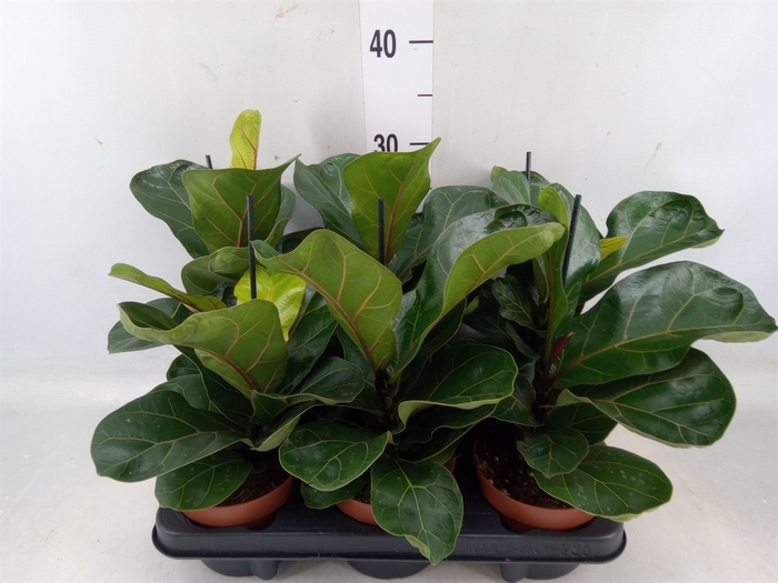 <h4>Ficus lyrata 'Bambino'</h4>