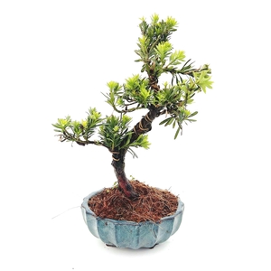 Podocarpus macrophyllus, pot 16cm., shape.