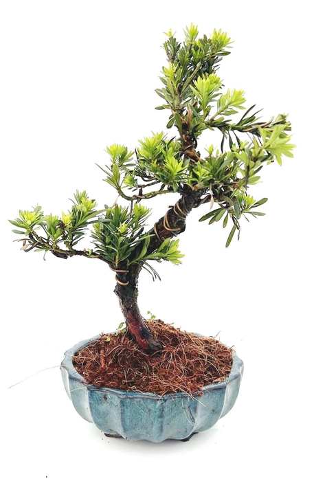 <h4>Podocarpus macrophyllus, pot 16cm., shape.</h4>