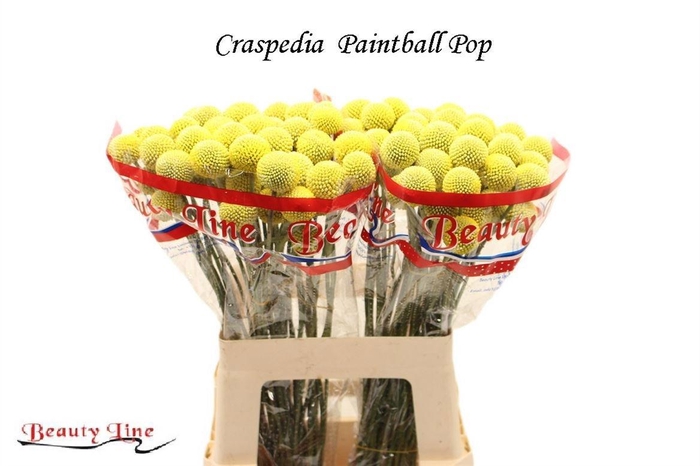 <h4>CRAS PAINTBALL POP</h4>