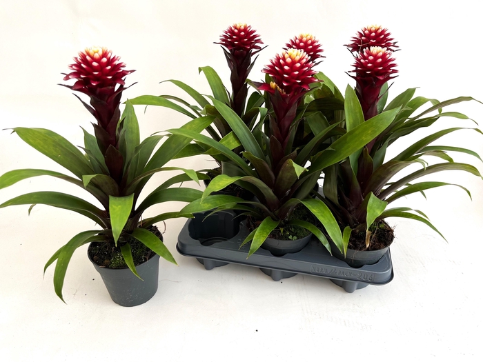 <h4>GUZM FRANCESCA</h4>