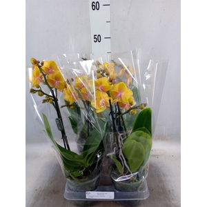 Phalaenopsis multi. 'Limpopo'