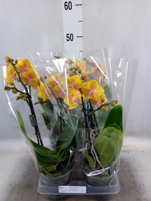 <h4>Phalaenopsis multi. 'Limpopo'</h4>