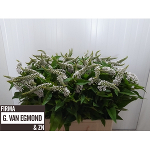 LYSIM CLETHROIDES
