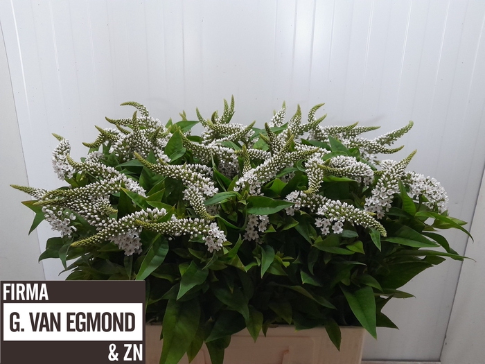 <h4>LYSIM CLETHROIDES</h4>