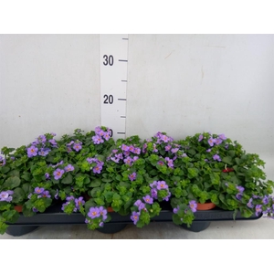 Sutera  'Big Blue Falls'