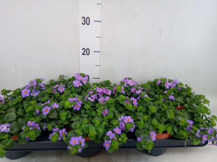 <h4>Sutera  'Big Blue Falls'</h4>