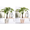 Pachira Aquatica in P&PURE Eline 2 ceramics assorti 2