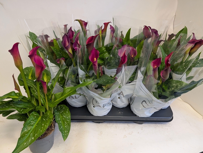 <h4>ZANT GARNET GLOW</h4>