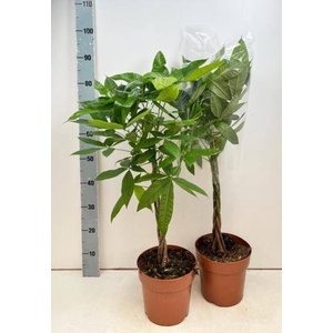 PACHIRA AQUATICA