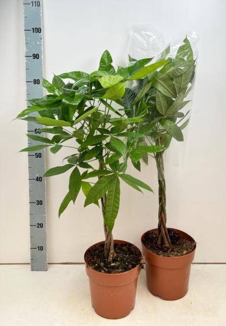 <h4>PACHIRA AQUATICA</h4>