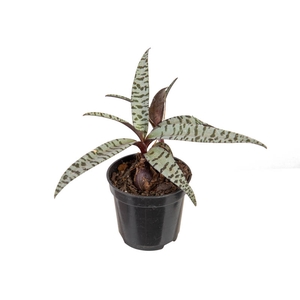 LEDEBOURIA SOCIALIS P06