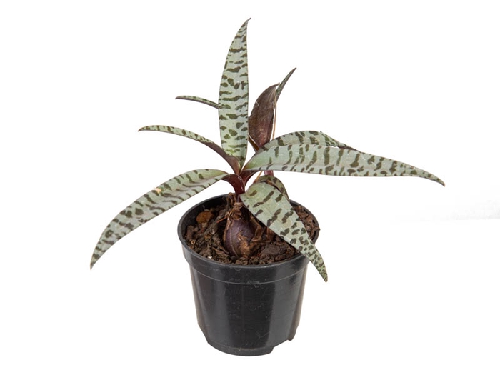 <h4>LEDEBOURIA SOCIALIS P06</h4>