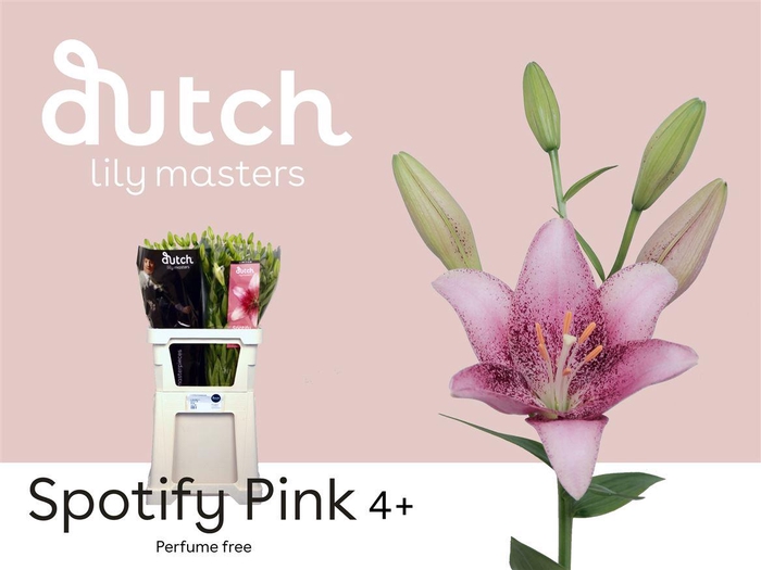 <h4>Li La Spotify Pink</h4>