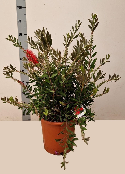 <h4>CALLIS CI SPLENDENS</h4>