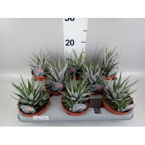 Haworthia fasciata 'Alba'