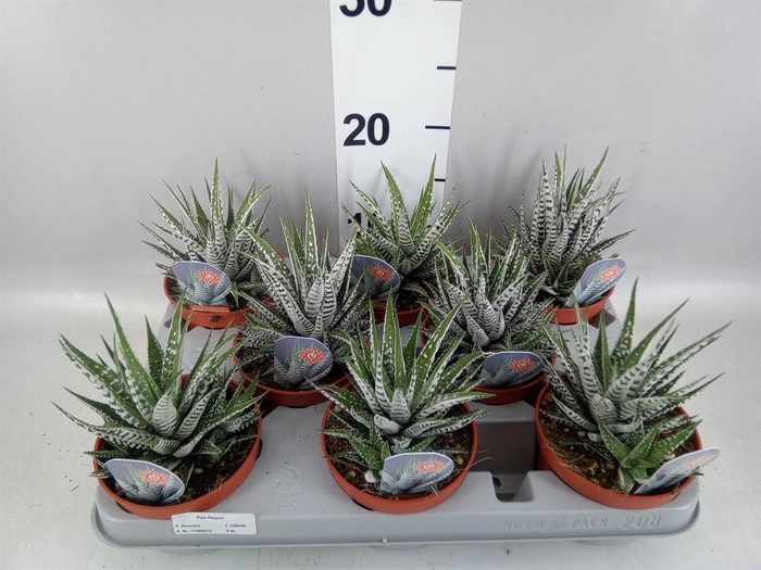 <h4>Haworthia fasciata 'Alba'</h4>