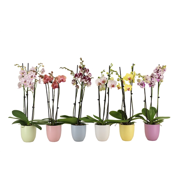 <h4>Hugo Pastel Mix Phal Mix 3T18+</h4>