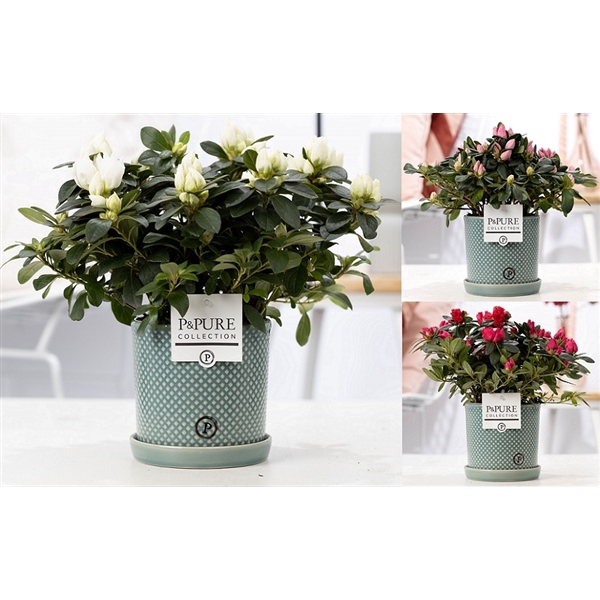 <h4>1st class Azalea mix in P&PURE Lauren ceramics</h4>
