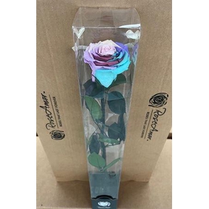 50cm Stem Rainbow Pin04