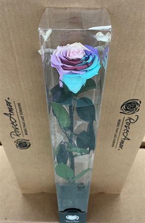 <h4>50cm Stem Rainbow Pin04</h4>
