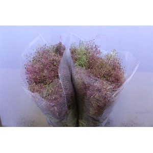 Cotinus C M Green Fountain