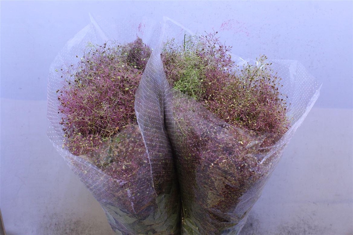 <h4>Cotinus C M Green Fountain</h4>