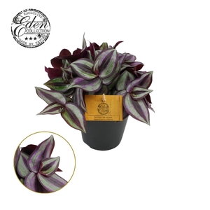 Tradescantia Zebrina 12cm