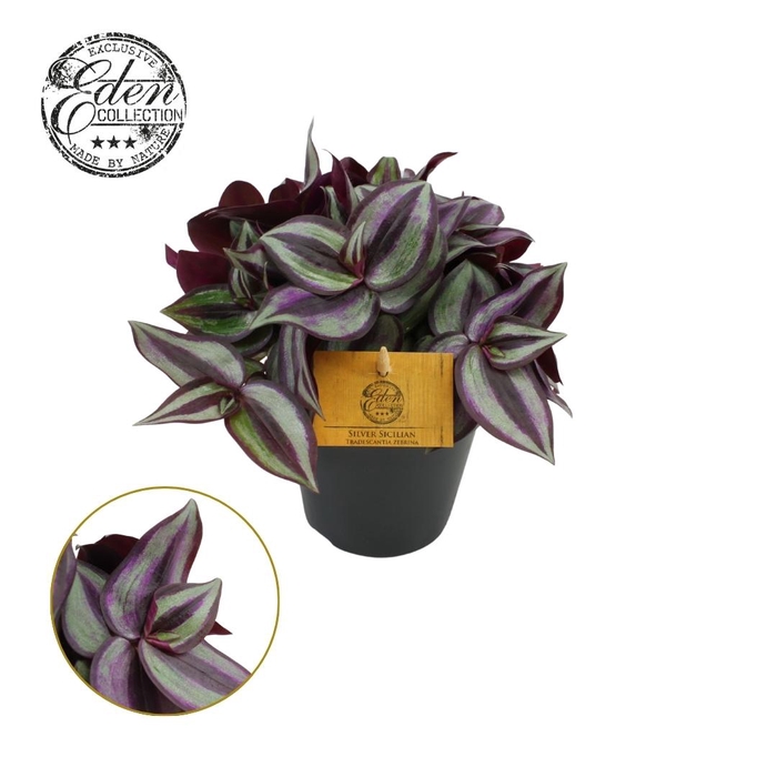 <h4>Tradescantia Zebrina 12cm</h4>