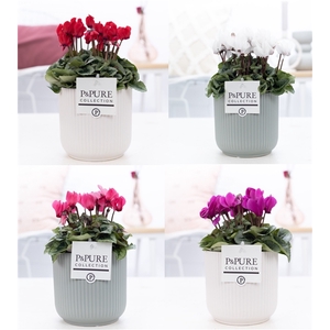 Cyclamen SS Picasso mix in Sophie Ceramics Pure