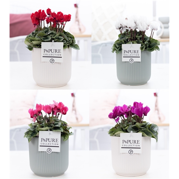 <h4>Cyclamen SS Picasso mix in Sophie Ceramics Pure</h4>