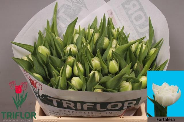 <h4>TU DU FORTALEZA</h4>