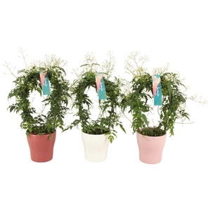 Jasminum boog keramiek Anna mix p13 (Jasmijn)