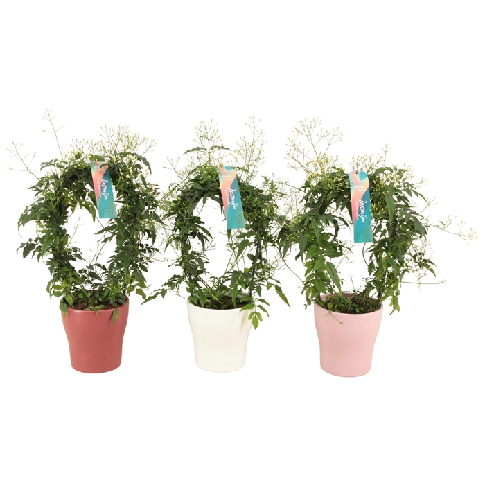 <h4>Jasminum boog keramiek Anna mix p13 (Jasmijn)</h4>