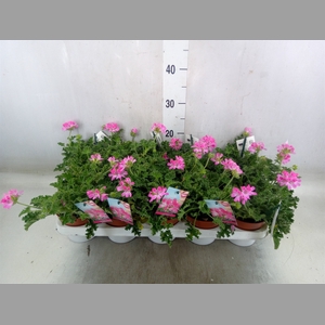Pelargonium   ...mix smelling