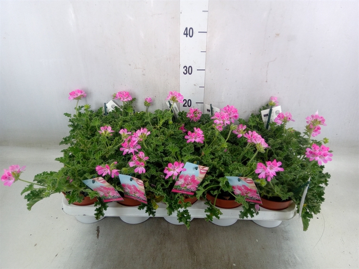 <h4>Pelargonium   ...mix smelling</h4>