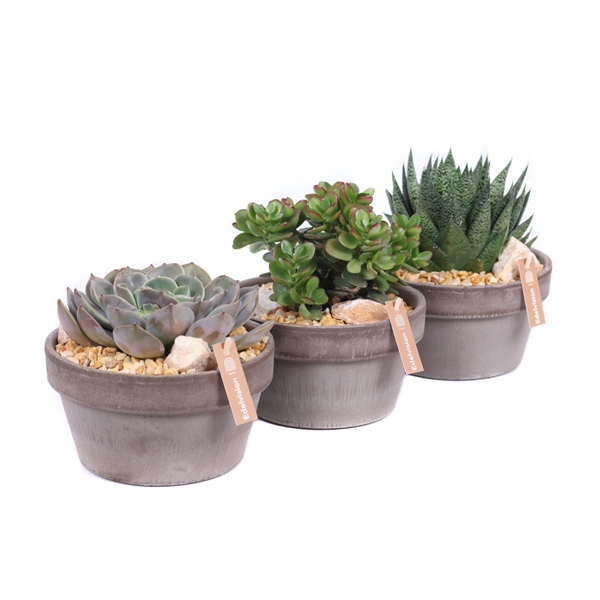 <h4>Succulent 12 cm in grijs/bruine schaal met grind, keien en etiket</h4>