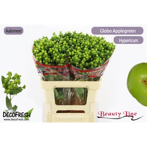 HYP GLOBO APPLEGREEN