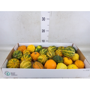 Cucurbita pepo 'Hard Warties' ..mix
