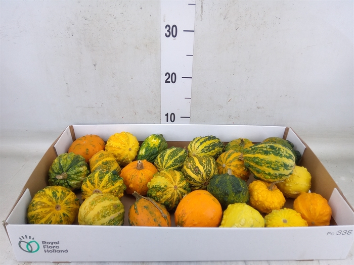 <h4>Cucurbita pepo 'Hard Warties' ..mix</h4>