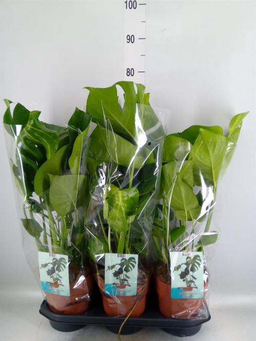 <h4>Monstera delic.</h4>