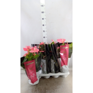 Anthurium andr. 'Colorado'