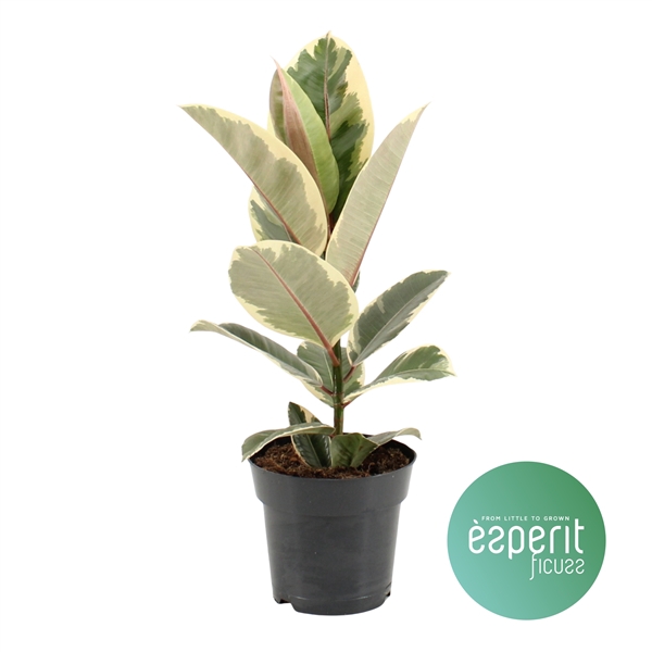 <h4>Ficus elastica Tineke</h4>