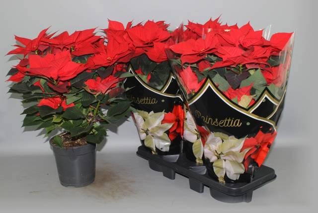 <h4>EUPHOR P CHR F RED</h4>