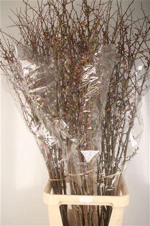 <h4>Chaenomeles Superba</h4>