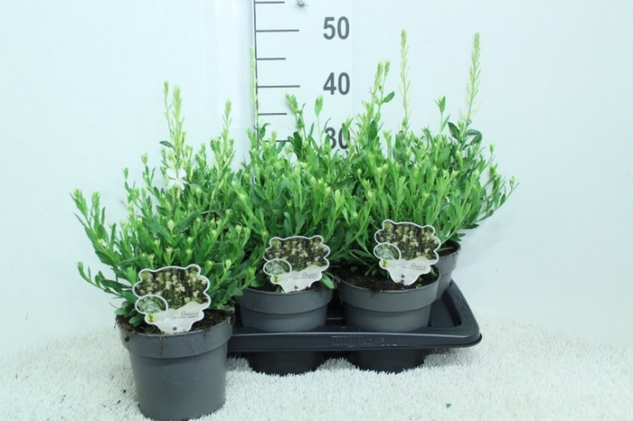 <h4>Gaura lindheimeri   ...</h4>