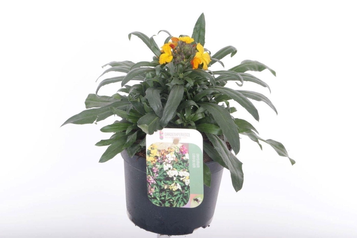 Erysimum Fragrant Sunshine